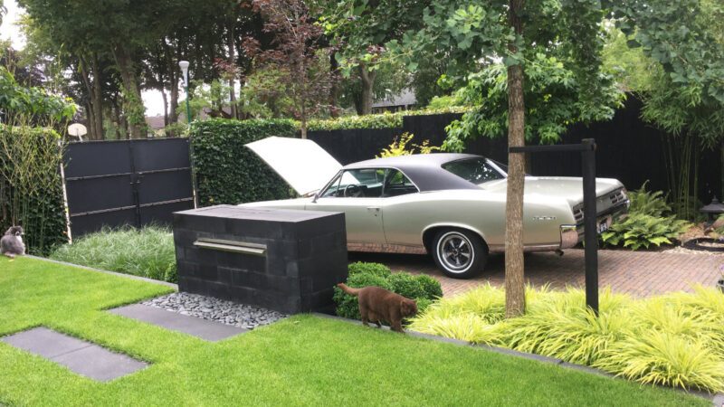 GTO in zomer in tuin